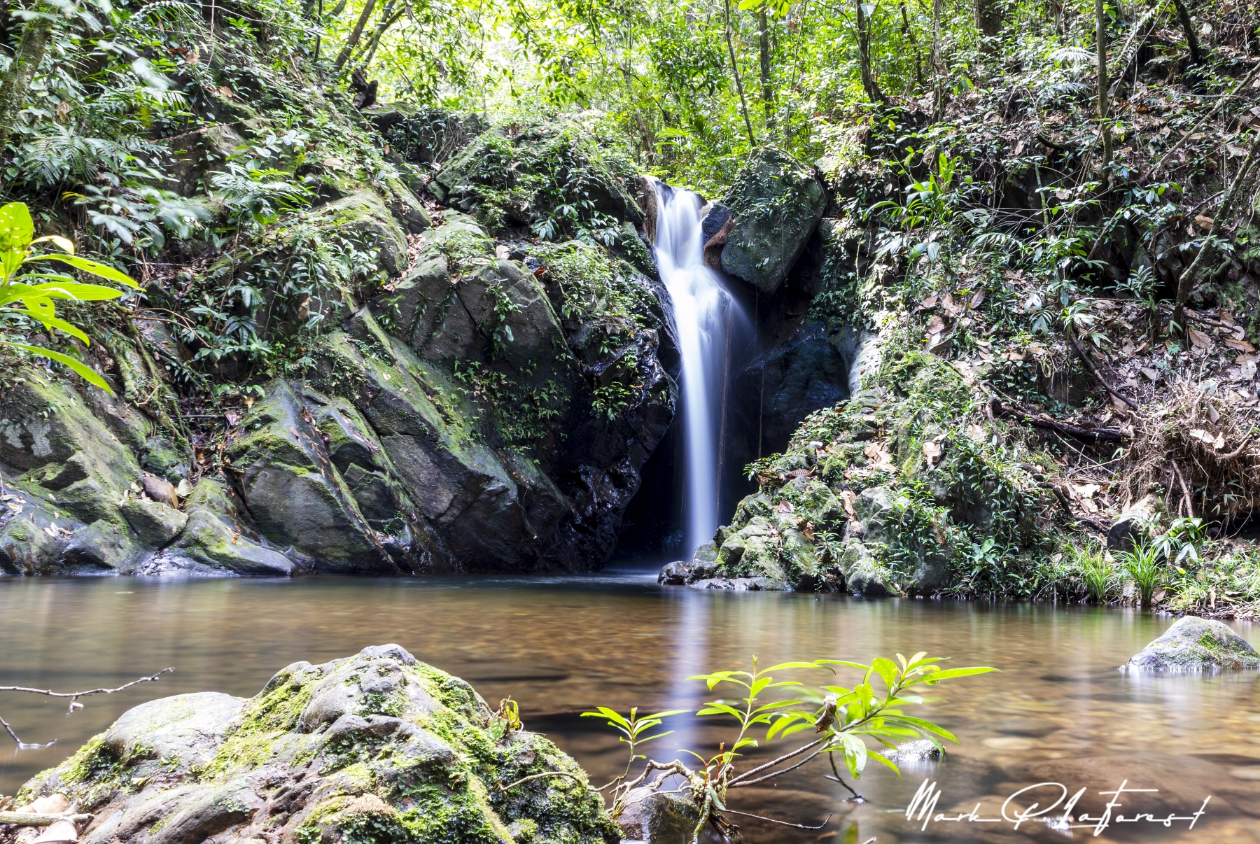 /gallery/central_america/Belize/Stann_Creek/cockscomb np/Cockscomb Basin Forest Reserve 2023-006_med.jpg